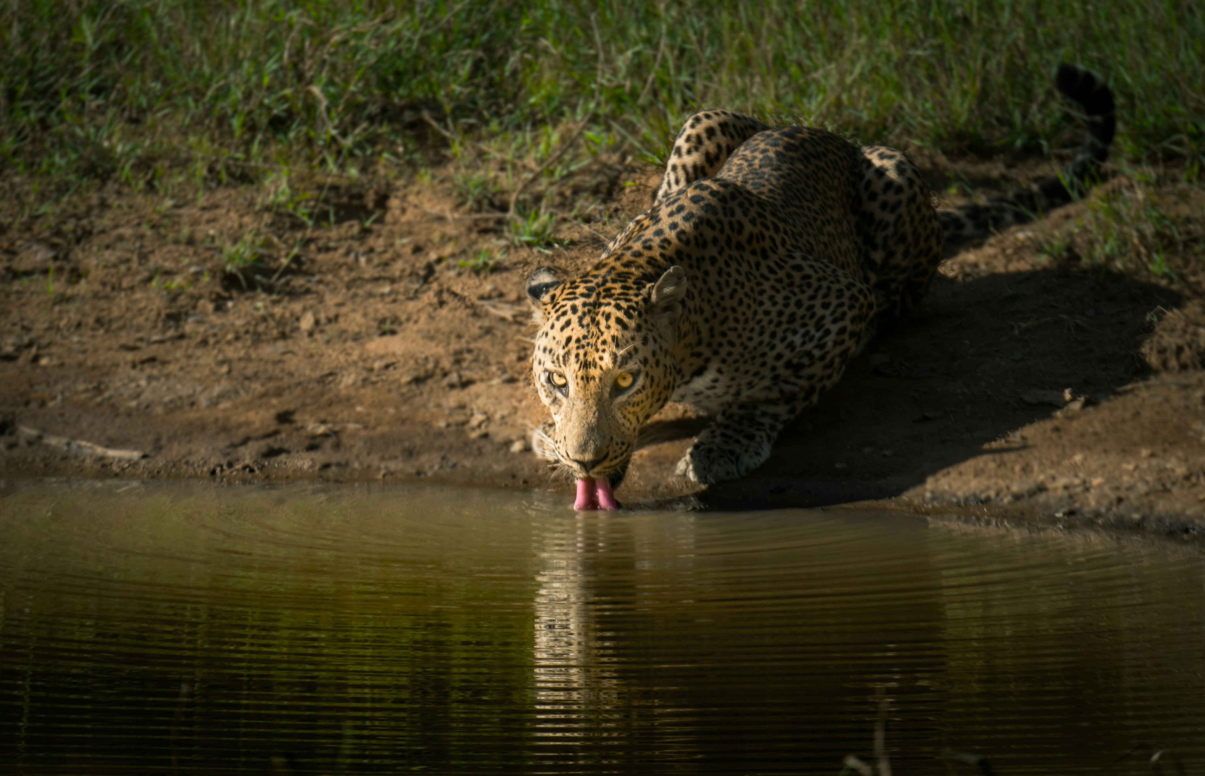 Wild south-east