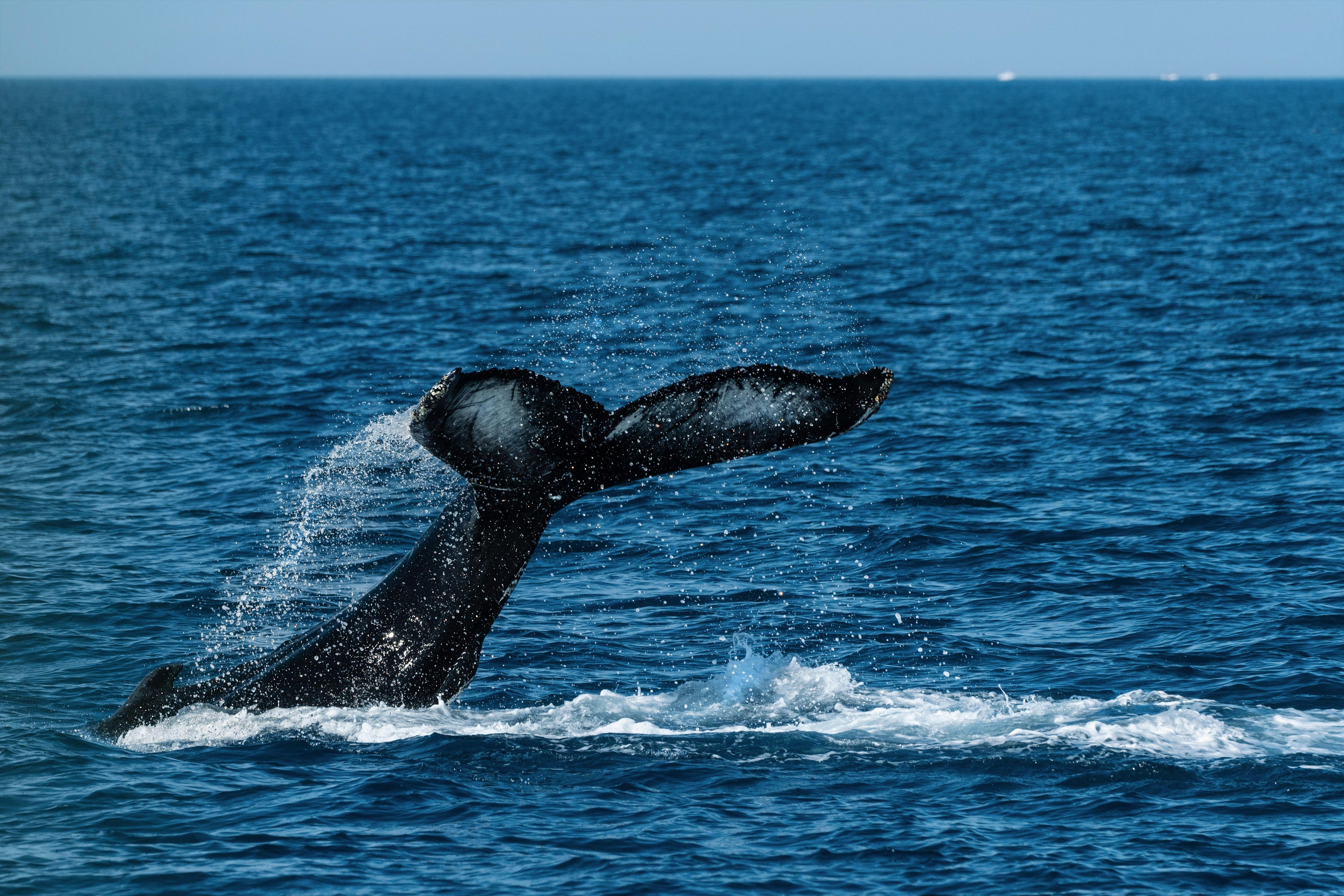 Blue whale season