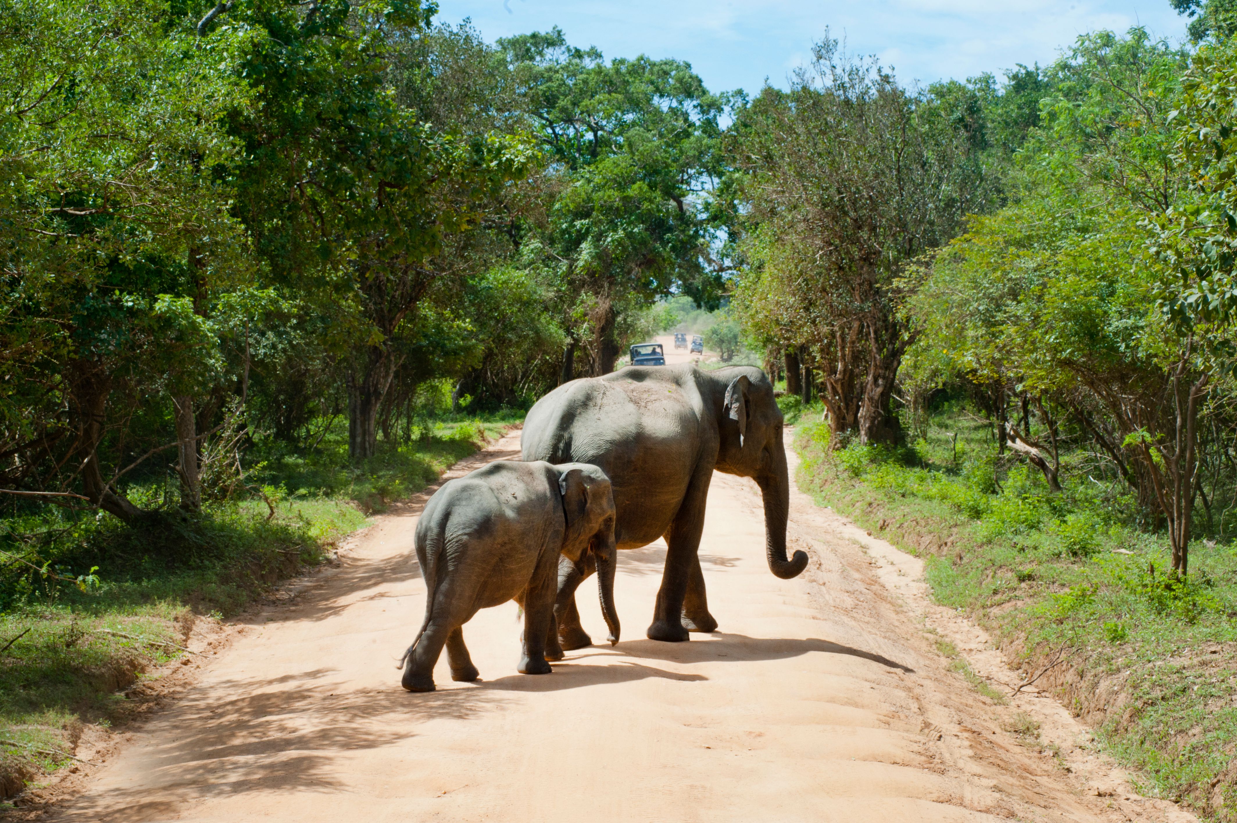 Family Sri Lanka Adventure — view 3