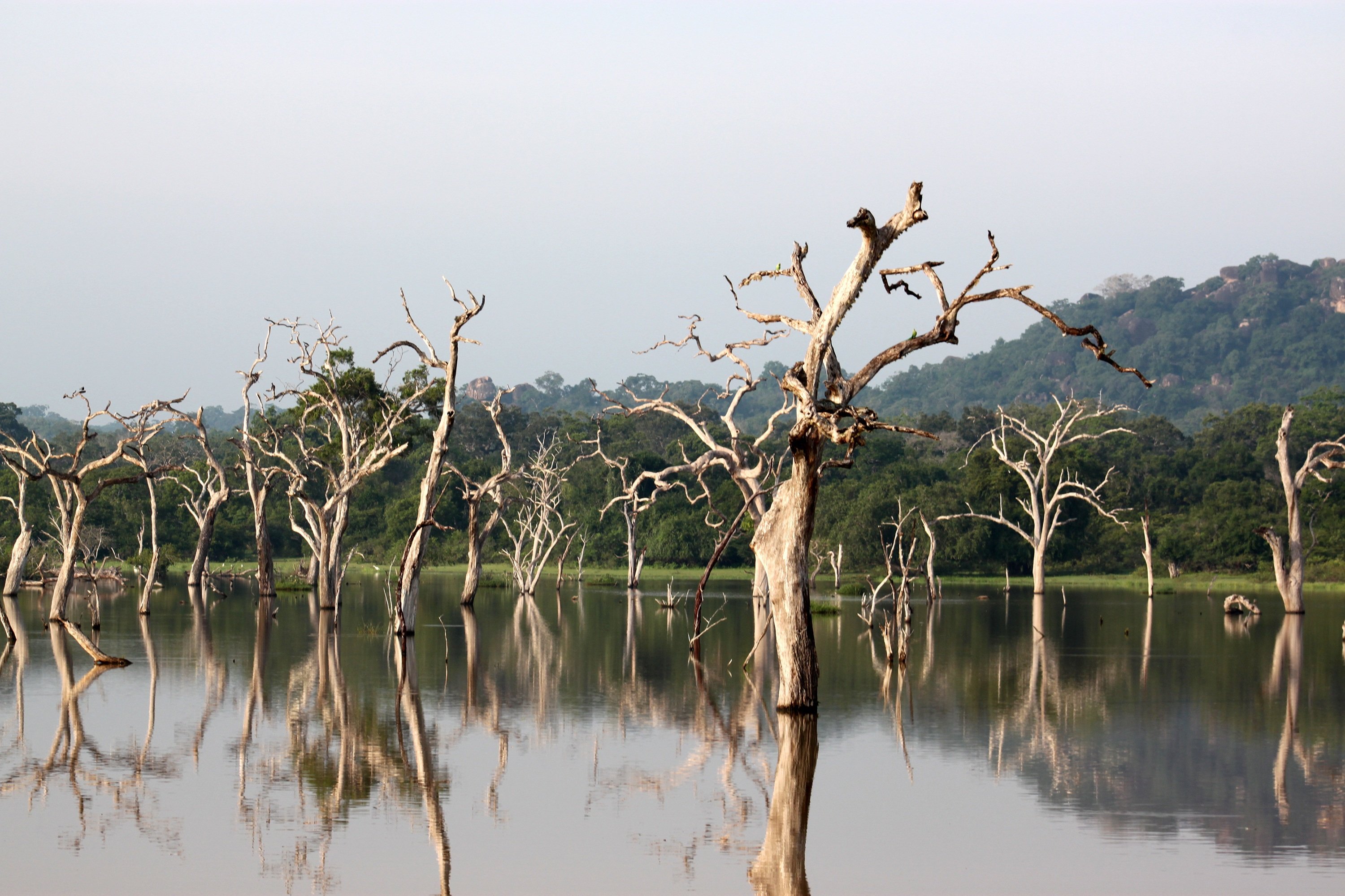 Wildlife safari in Sri Lanka