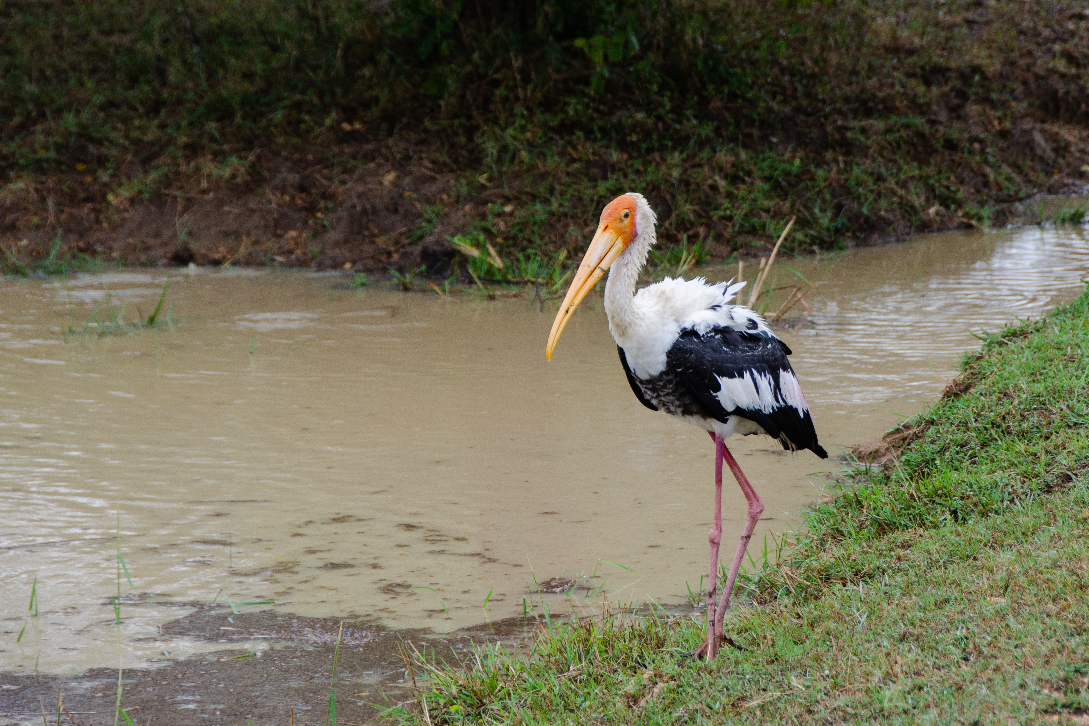 Sri Lanka Wildlife Safari — view 3