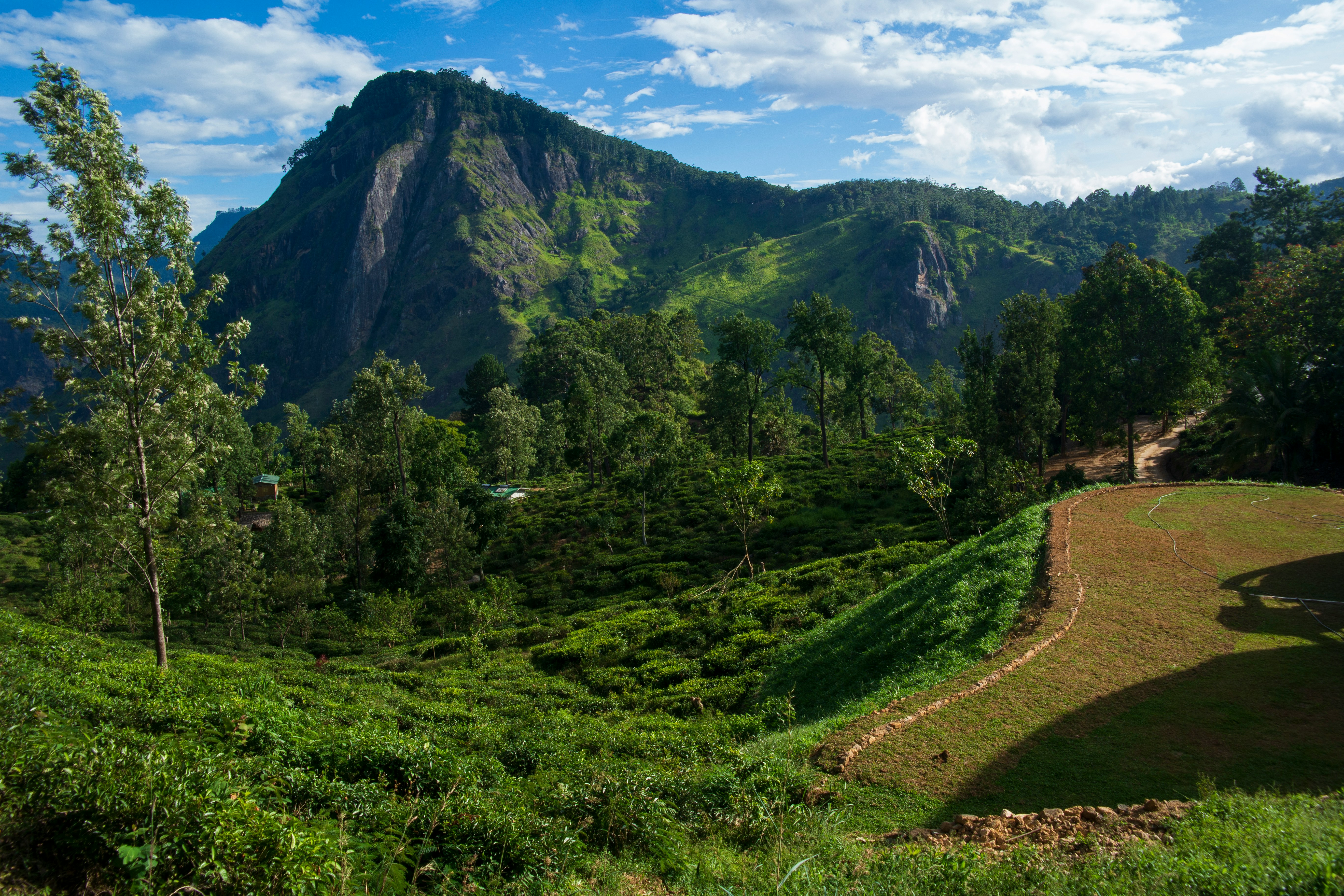 Tea Country and Train Journey — view 2