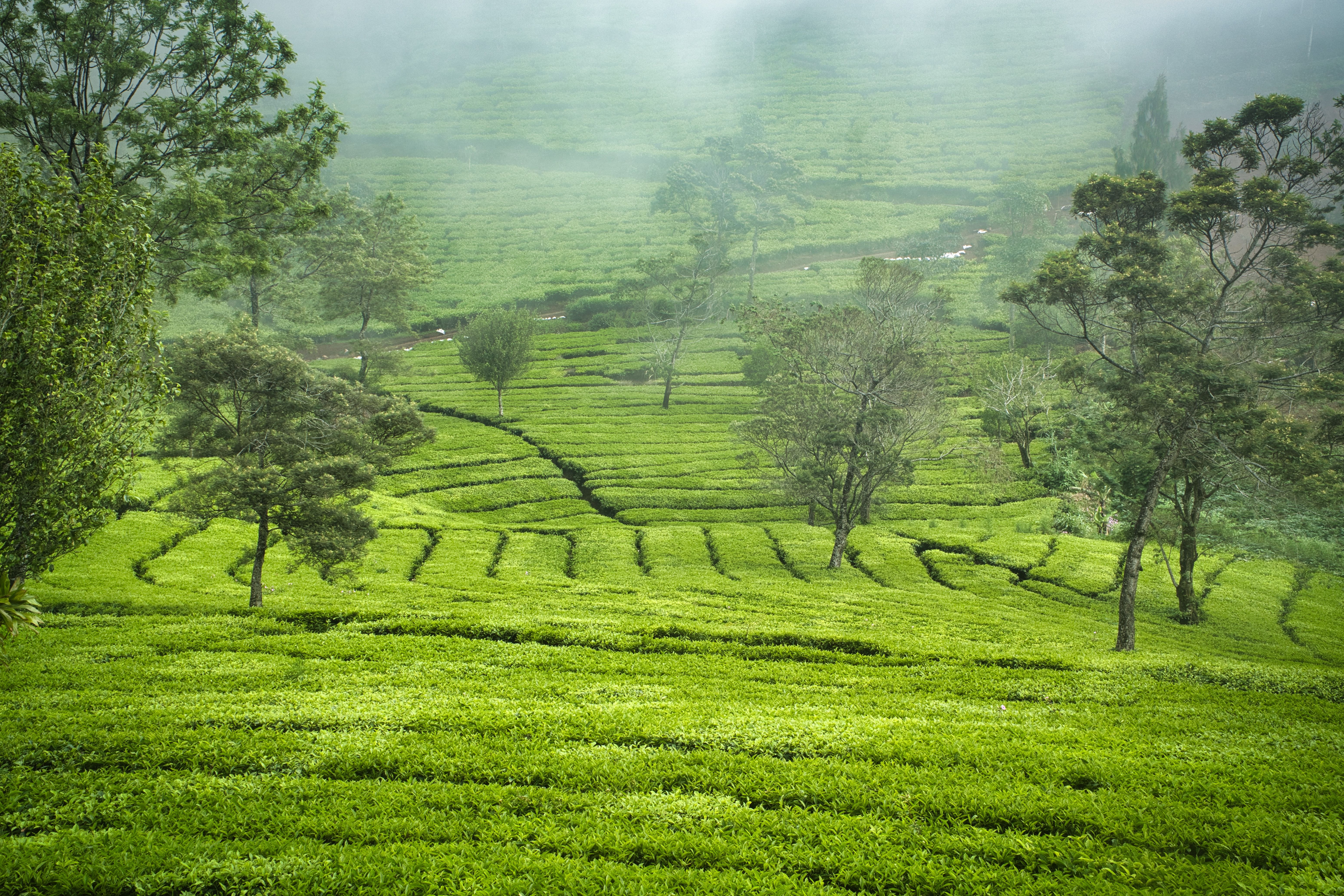 Tea Country and Train Journey — view 3