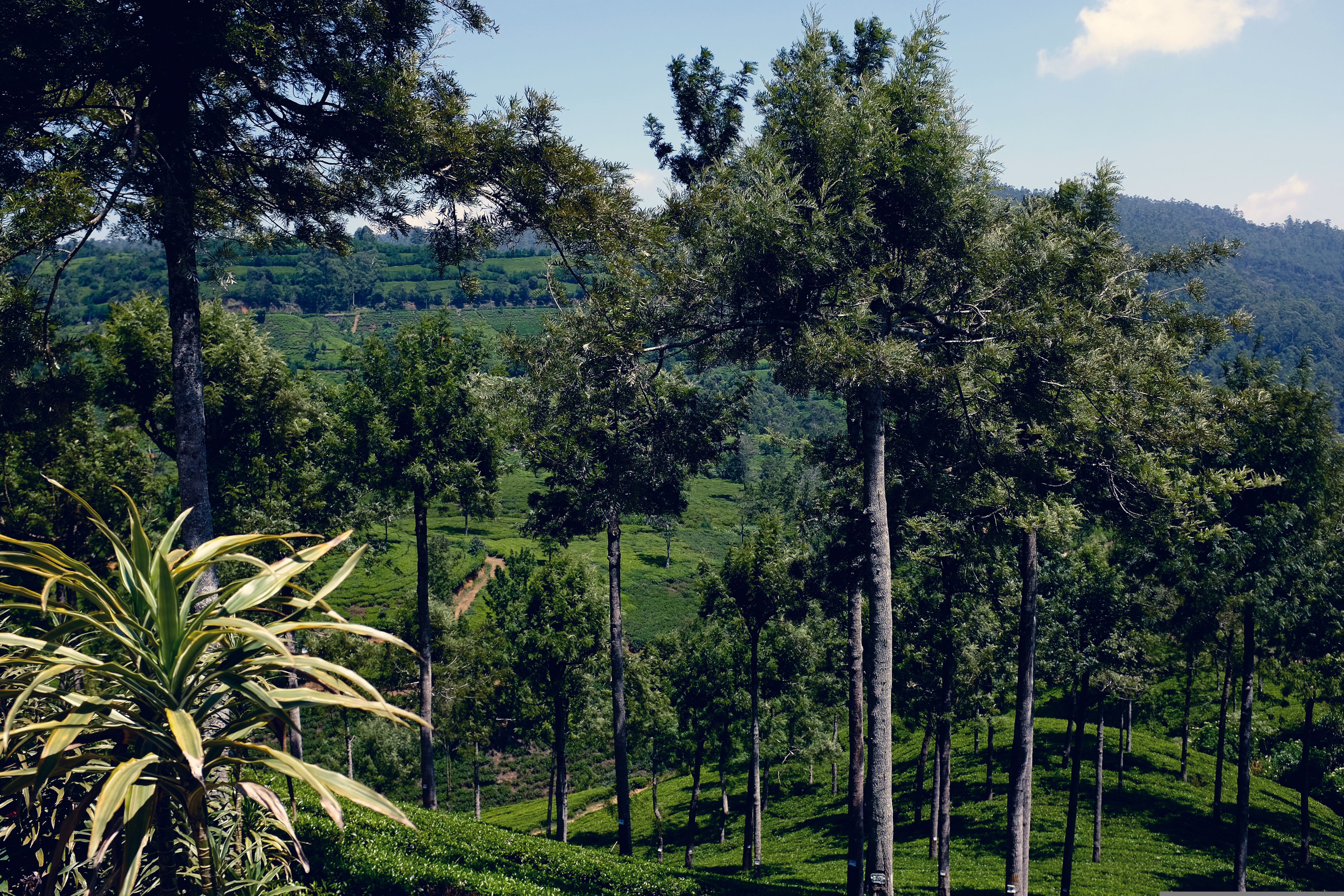 Tea Country and Train Journey — view 5